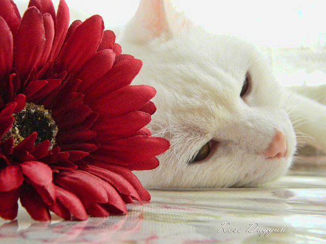 爱游戏体育平台-亚冠联赛中国女足逆袭 球迷现场热烈支持，中国女足亚运会