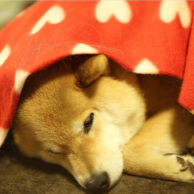 爱游戏登录入口-成绩曲线对照：中方后程提速成效明显