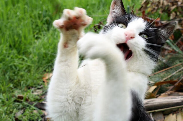 AYX体育官网-新月刷新亚洲俱乐部转会纪录，新亚洲娱乐联盟集团