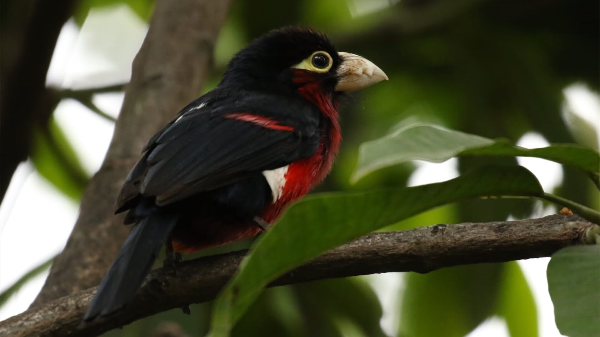 AYX GAME-球队替补深度不足备受诟病，球队替补是什么