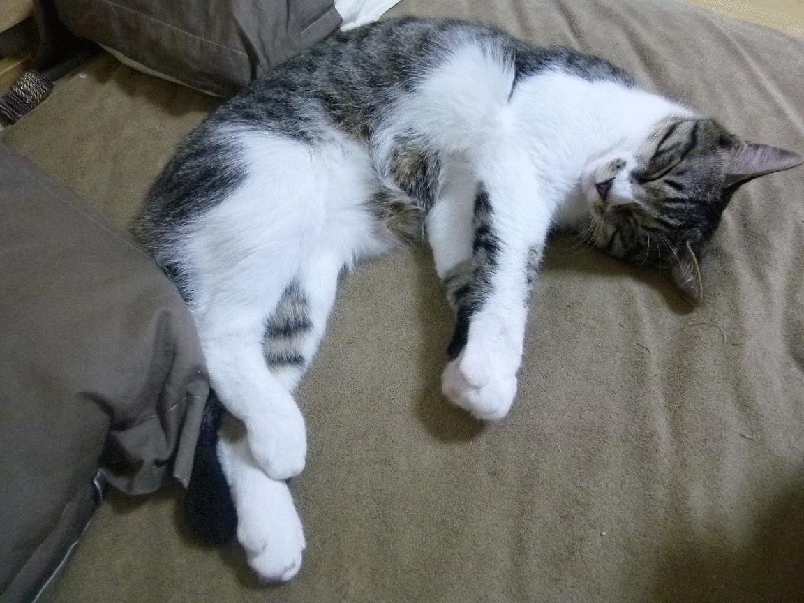 AYX SPORTS-CBA联盟与电商平台联动打造球迷日促销活动扩大品牌影响，cba联盟公司