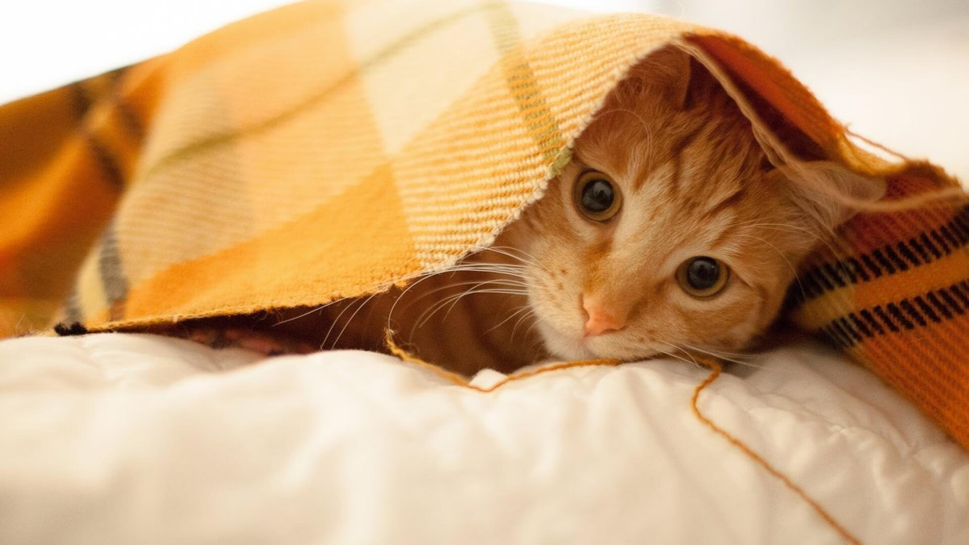 AYX GAMING-“尼古拉斯·桑特基的全面进攻表现，推动阿根廷美洲狮队步入世界强队行列”