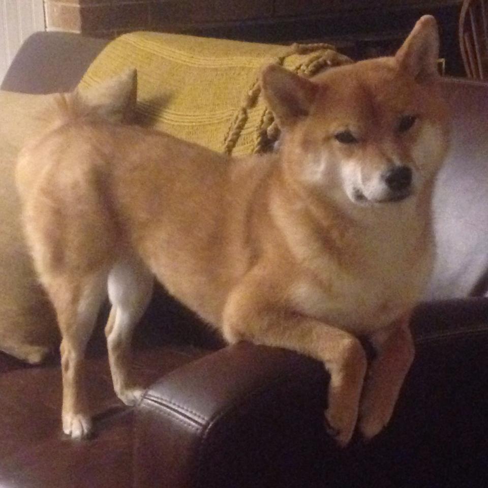 AYX官网-“诺克·达维德·彼得森与南非羚羊队携手迎接挑战”