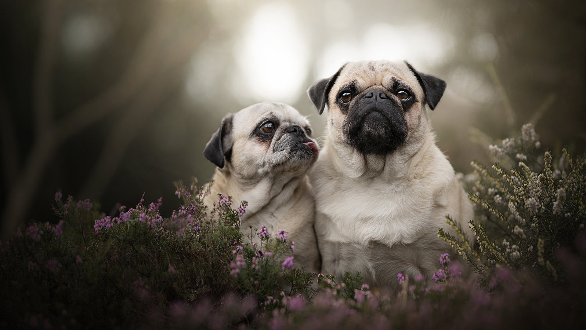 爱游戏中国官方网站平台-中国男篮训练服设计融入传统图案强化国家队文化认同，中国男篮服装