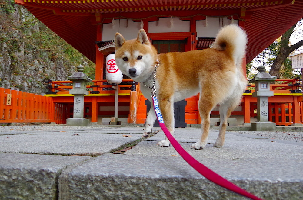 爱游戏下载-南非橄榄球赛事成为国际品牌营销的新平台，南非 橄榄球