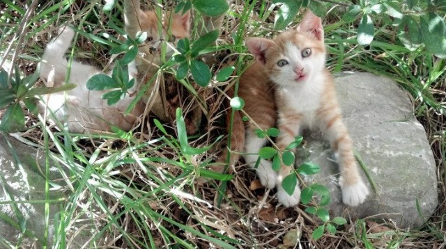 爱游戏中国官方网站平台-各类足球训练App持续优化，提供个性化学习方案，足球训练app什么好