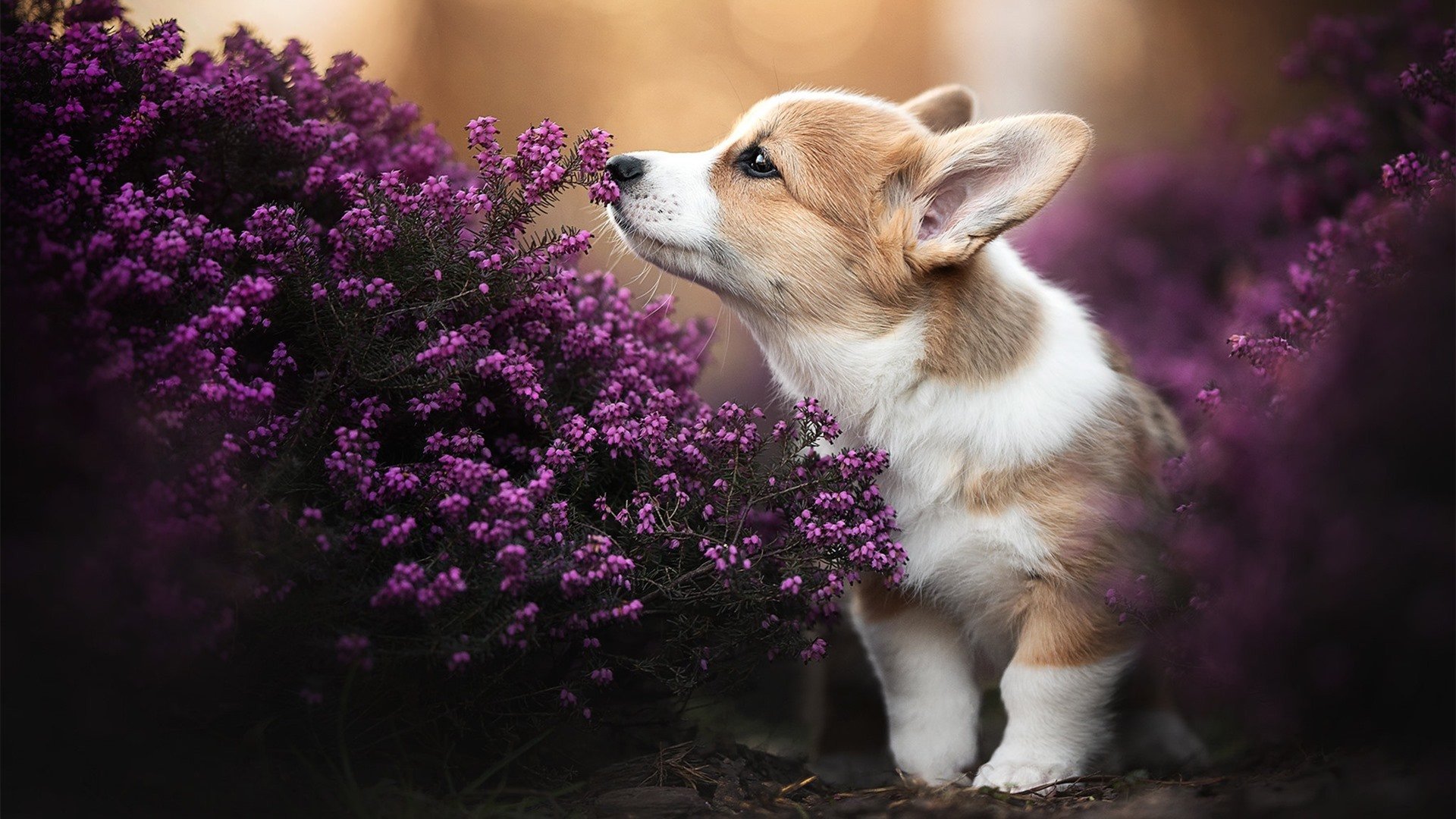 爱游戏app下载-快船助教转发训练视频分享心得,快船训练营