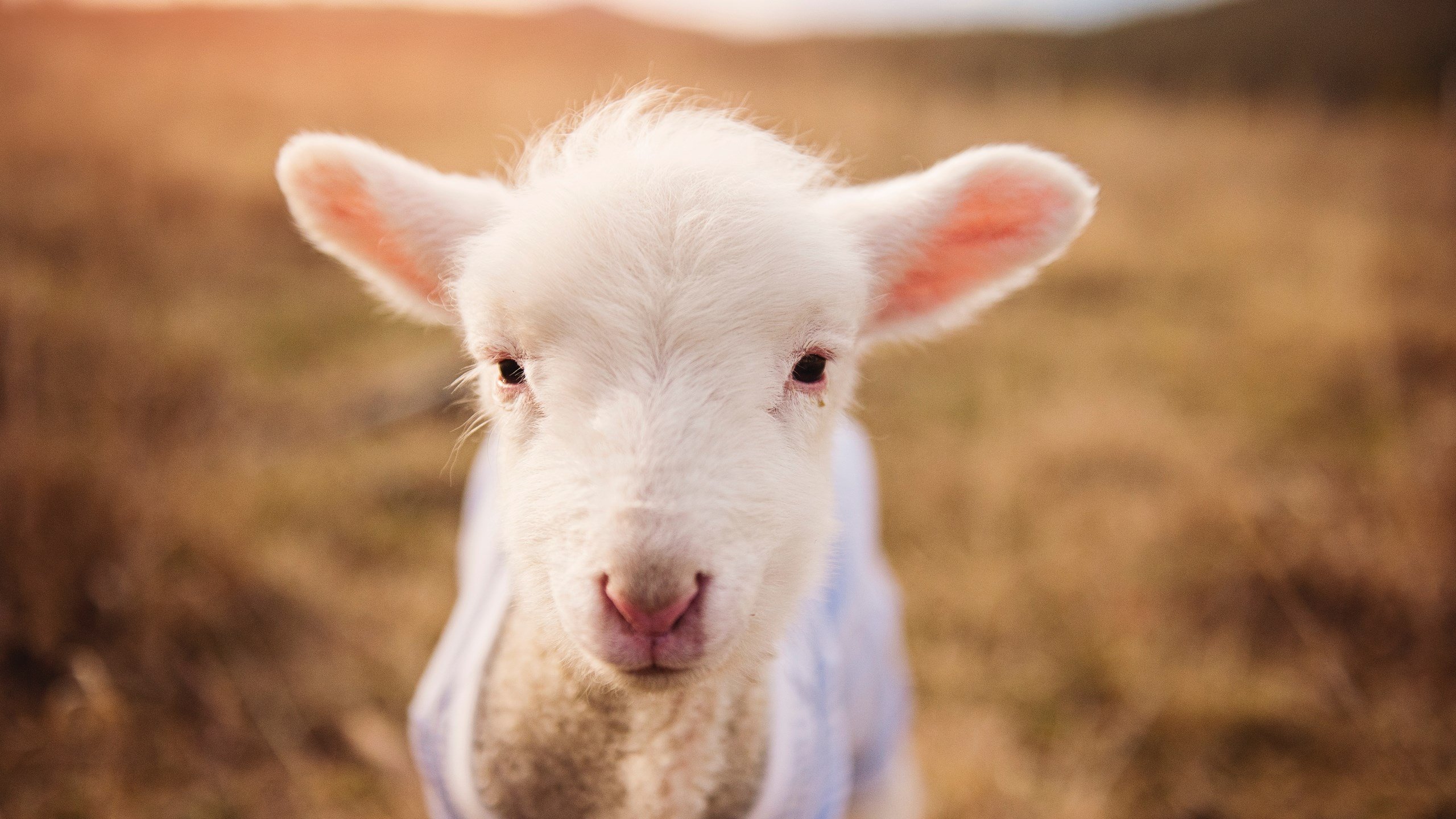 爱游戏在线登录入口-教练战术演练营直播,引发业界学习热潮,教练技术训练营