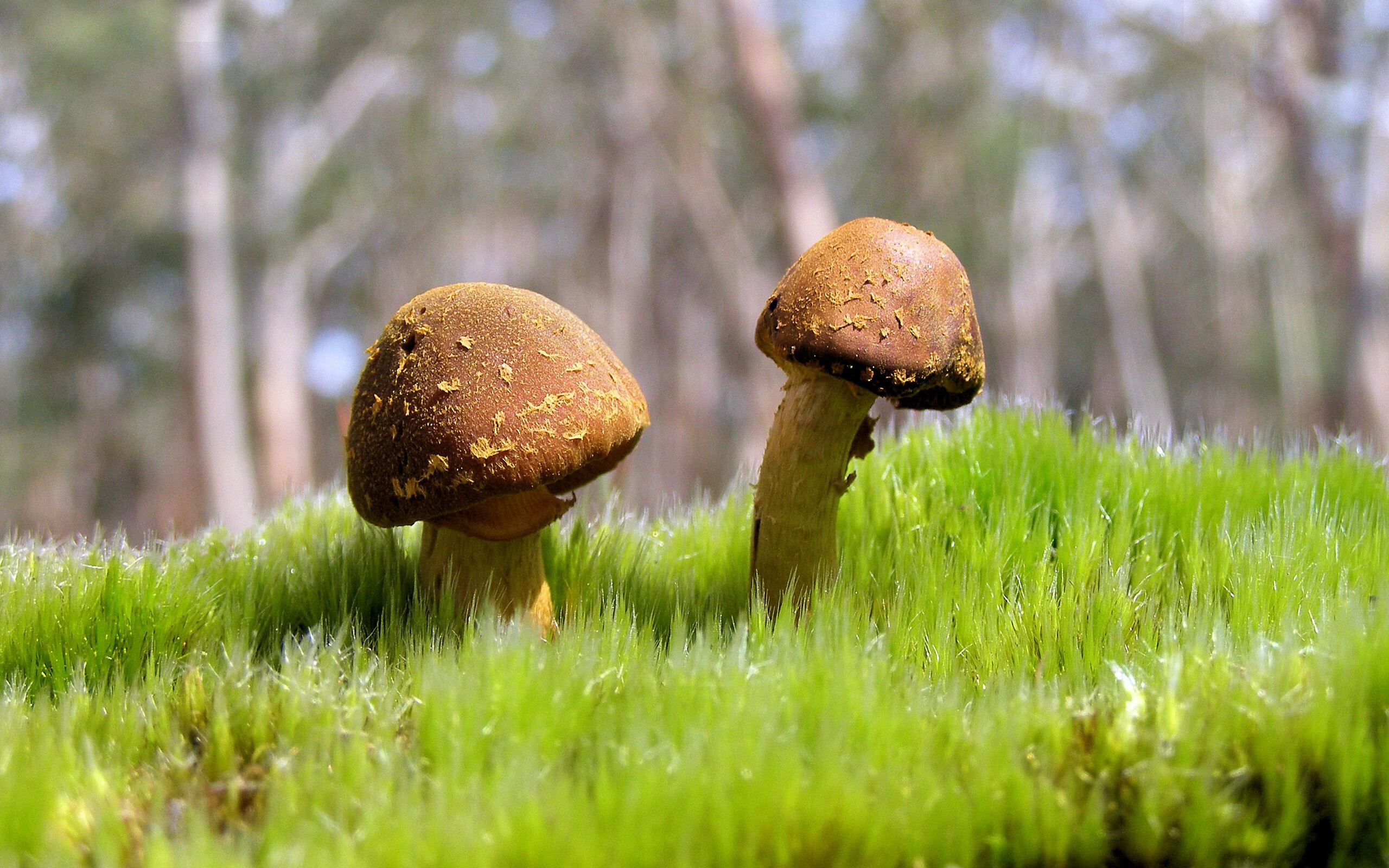 爱游戏登录入口-美洲杯足球文化的多元融合，美洲杯专用足球