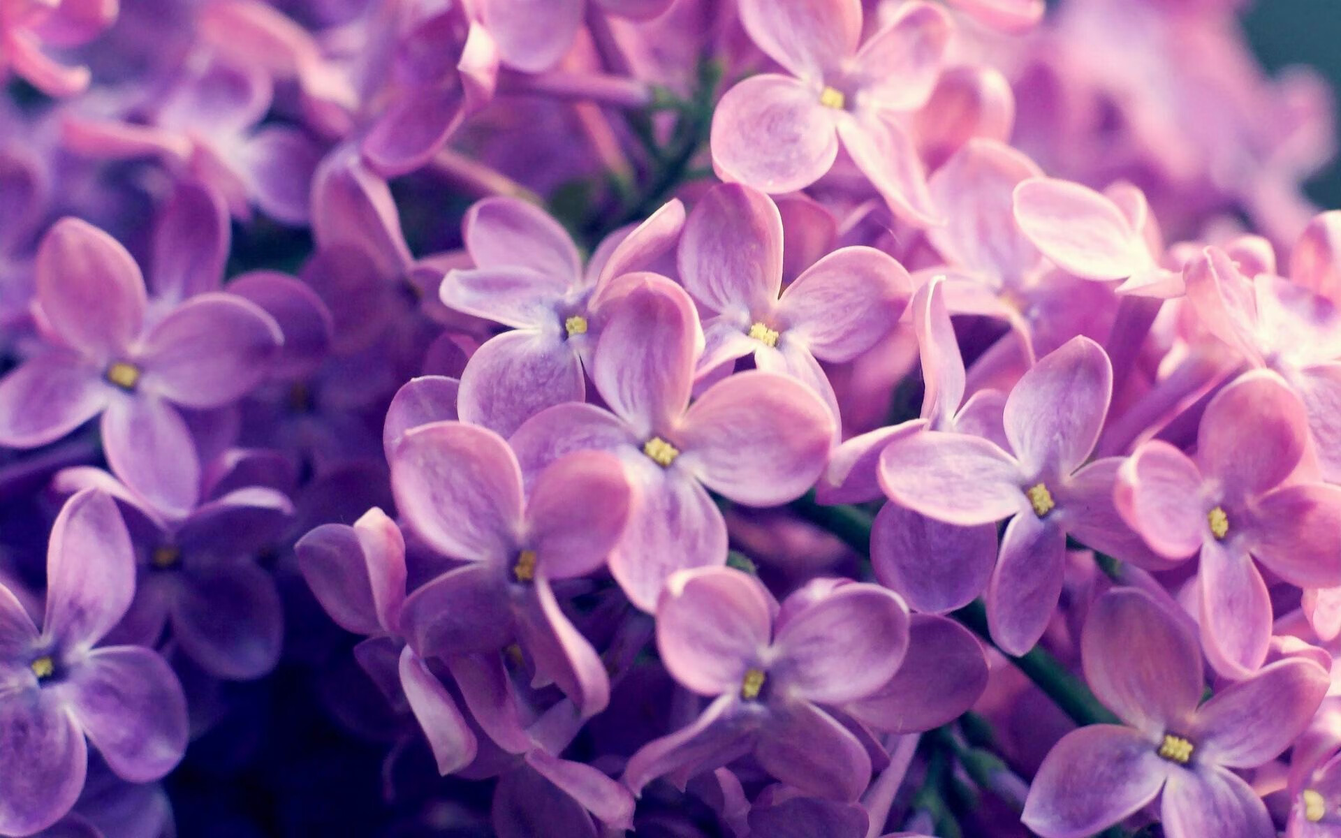 爱游戏登录入口-美洲杯足球文化的多元融合，美洲杯专用足球