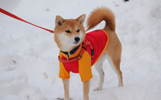 爱游戏在线登录入口-青年联赛表现亮眼或将成为国家队储备人才主力军,中国青年联赛