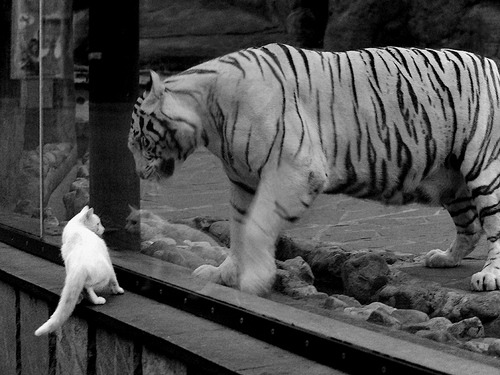 爱游戏娱乐-预备队比赛升级，培养未来核心力量，预备队的作用