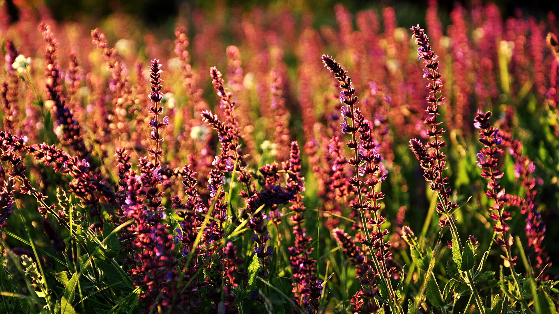 爱游戏电竞官网-黎巴嫩男篮在西亚锦标赛中奋勇拼搏,冲击奥运梦想,黎巴嫩男篮亚洲杯