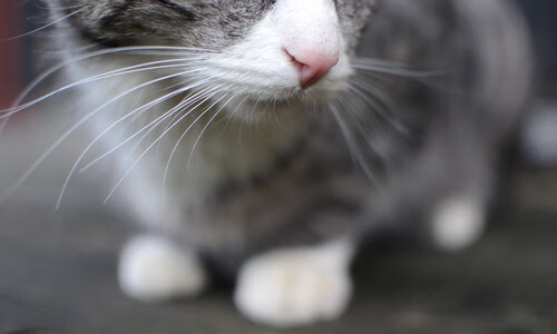 AYX GAMING-中国体操男队新老交替顺利完成，中国体操男队名将